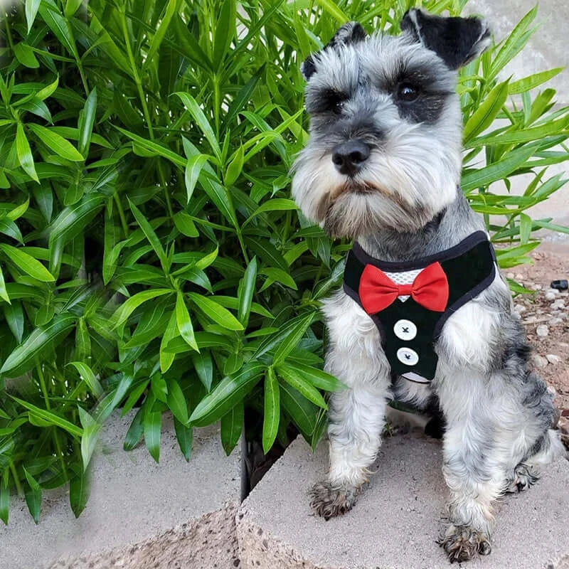 Stylish dog wearing a chic no pull harness with a bowtie, sitting beside lush green plants.