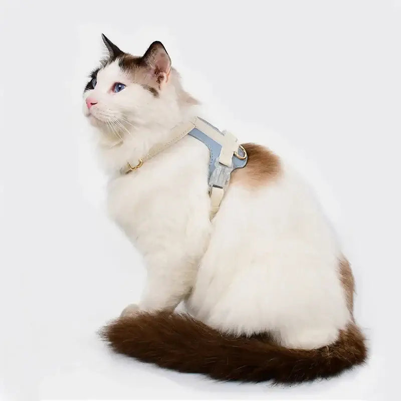 Stylish white cat wearing an anti-lost leather harness, showcasing comfort and safety for outdoor exploration.