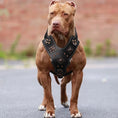 Load image into Gallery viewer, Premium Leather Dog Harness for Medium & Large Breeds