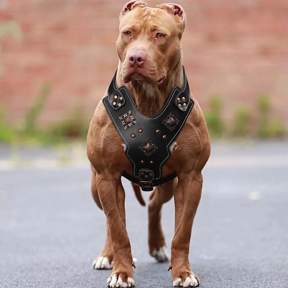 Premium Leather Dog Harness for Medium & Large Breeds