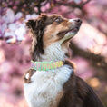 Load image into Gallery viewer, Vibrant Dog Collar & Leash Set - Ultimate Control & Style