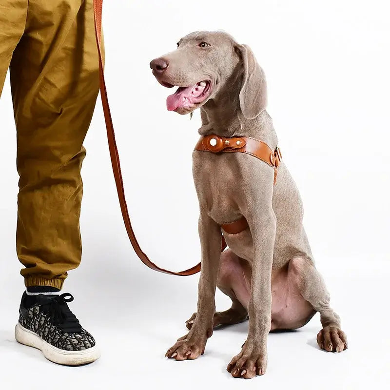 Gray dog wearing anti-lost harness with Airtag holder, standing next to a person in casual attire.