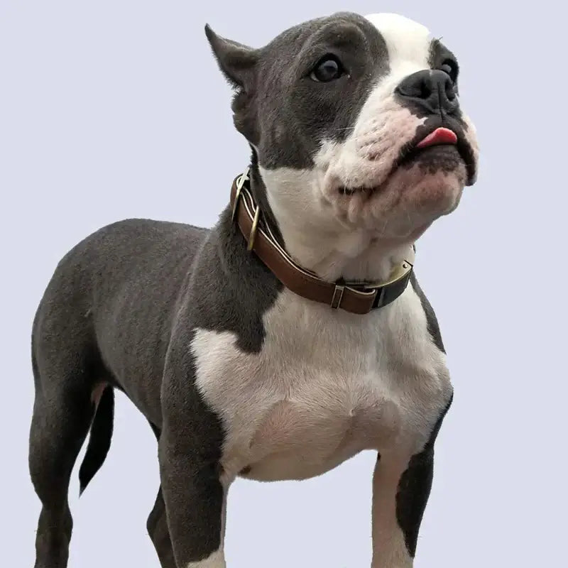 Luxury leather dog collar on a confident, stylish gray and white dog, showcasing elegance and durability.