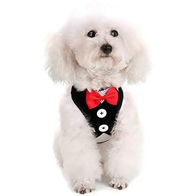 Adorable white dog in a black tuxedo harness with a red bowtie, showcasing a stylish look for walks.