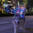 Load image into Gallery viewer, Dog wearing electric light-up butterfly wings at night, showcasing colorful pet costume for special occasions.
