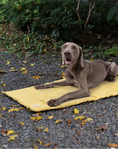 Load image into Gallery viewer, Waterproof Dog Training Mat - Absorbent & Foldable
