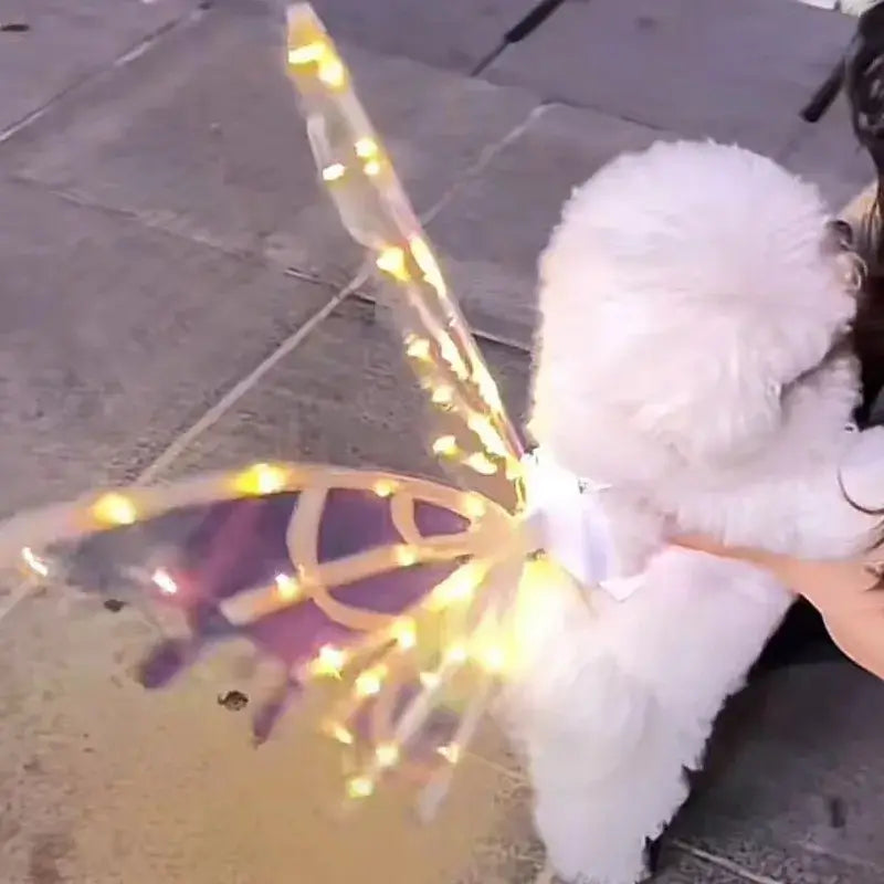 Dog wearing electric light-up butterfly wings costume, perfect for cosplay and special occasions, on a walk outside.