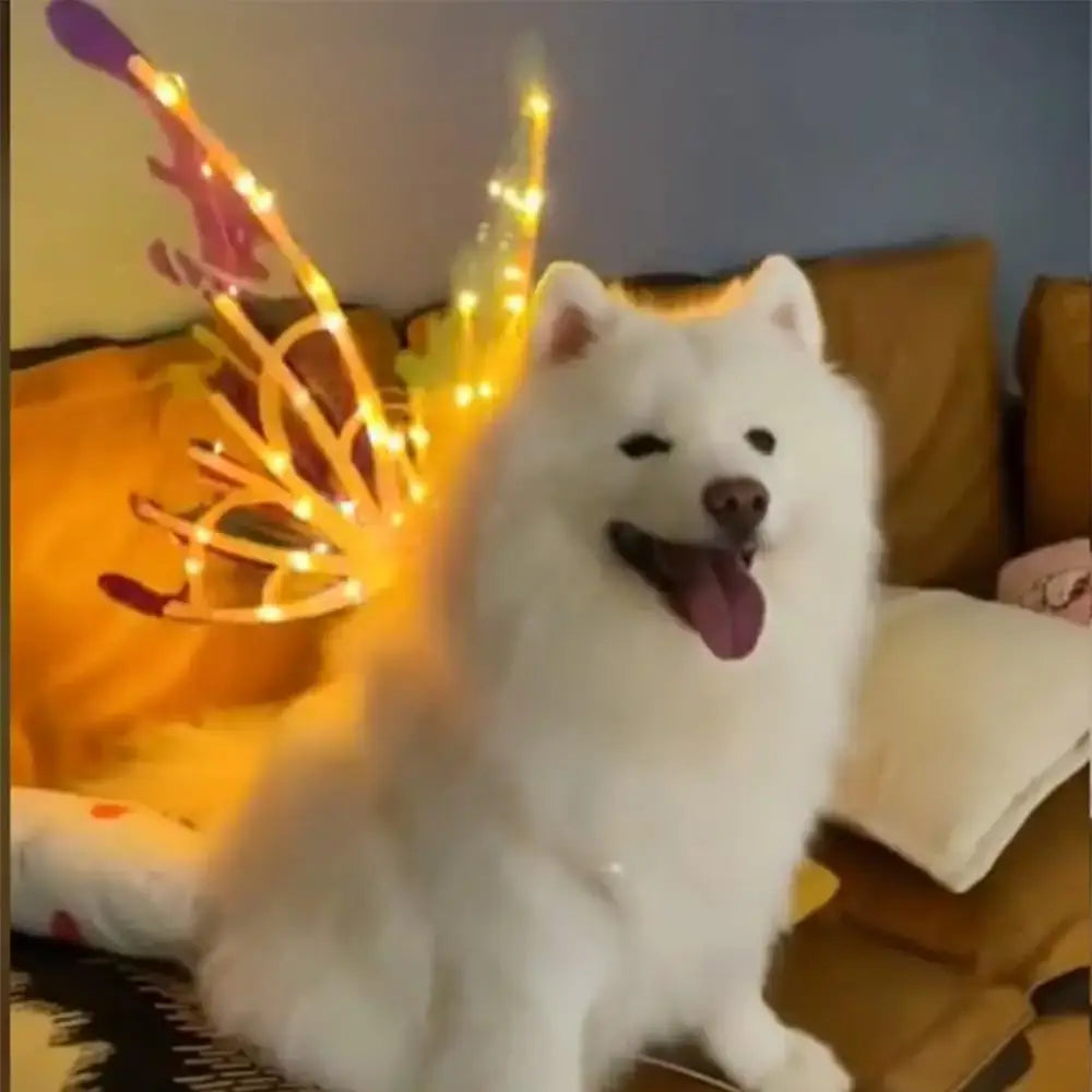 Fluffy dog wearing light-up butterfly wings as a stylish costume for special occasions or cosplay events.