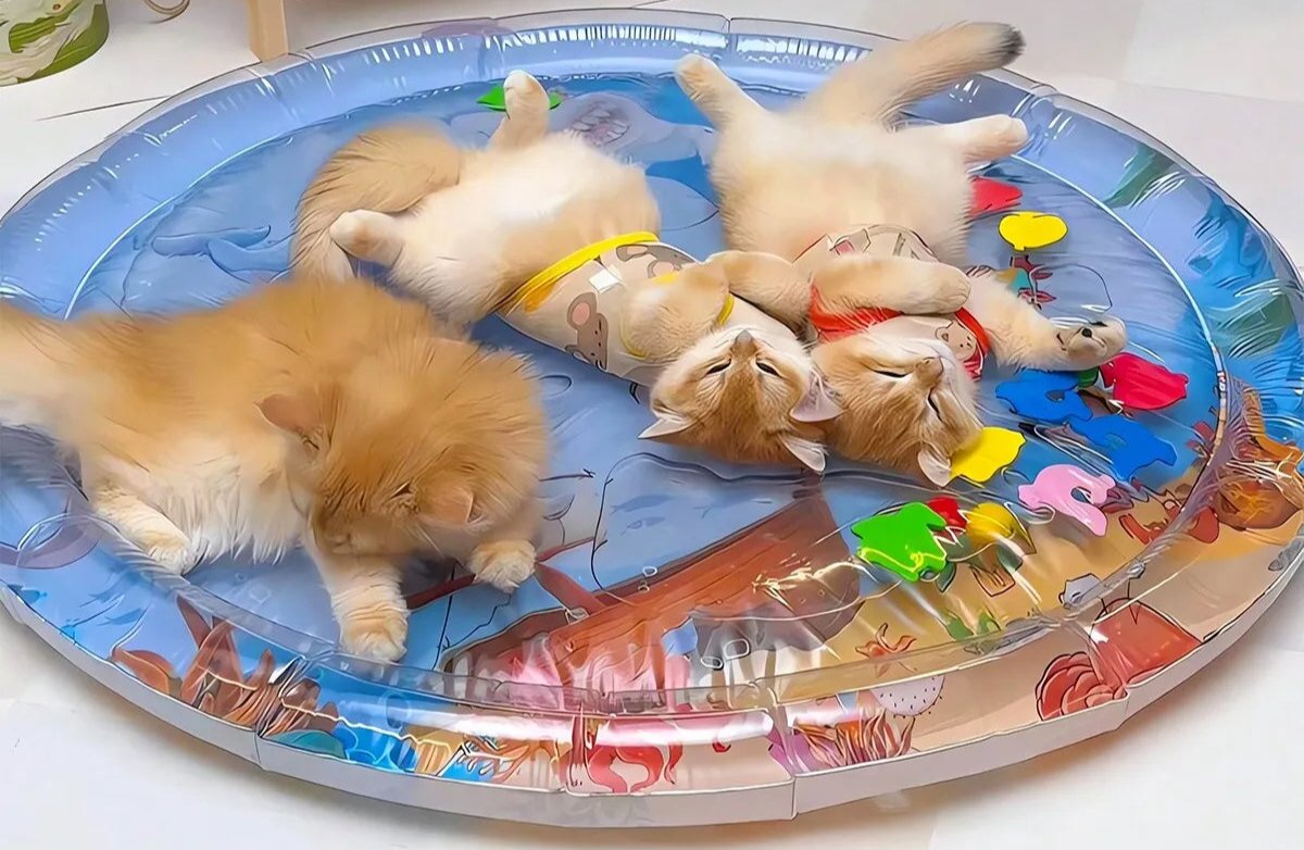 Cats relaxing on a Summer Cooling Pet Water Bed, an ice pad sleeping mat by littlepawgive staying cool and comfortable in the summer heat